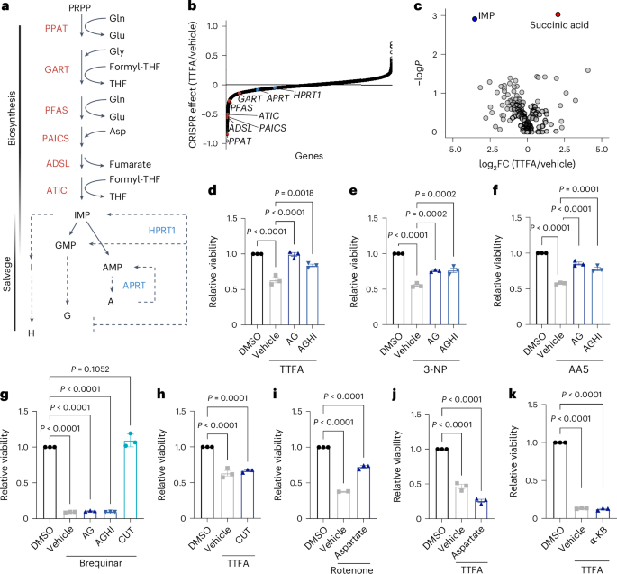 Fig. 3: Complex II regulates purine levels to maintain AML survival.