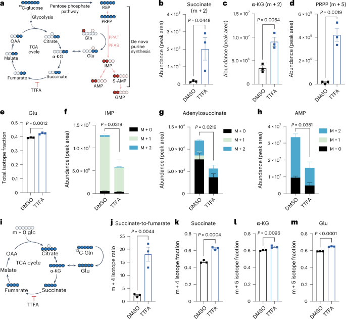 Fig. 4: Complex II supports de novo purine biosynthesis.
