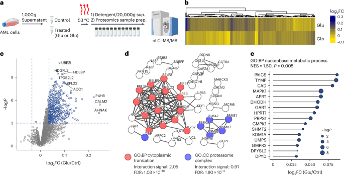 Fig. 6: Glu interacts widely within the AML proteome.