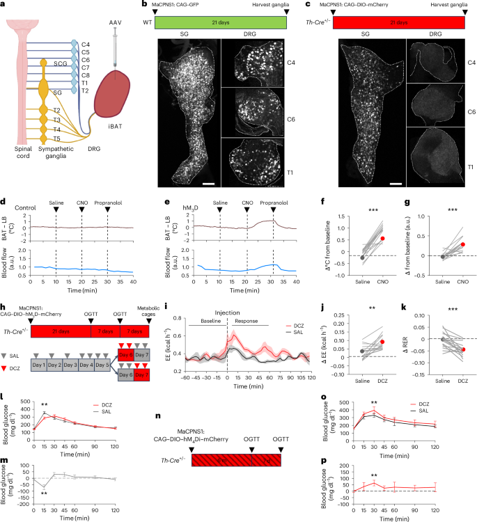 Fig. 1: Chemogenetic stimulation of iBAT-projecting SNS neurons modulates iBAT functions and systemic metabolism.