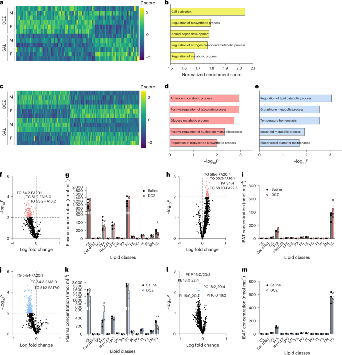 Fig. 2: Sex differences in the effects of chemogenetic stimulation of iBAT-projecting SNS neurons on lipid content of plasma and iBAT.