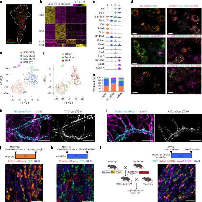 Fig. 3: Identifying and targeting molecularly defined subpopulations of SG neurons.