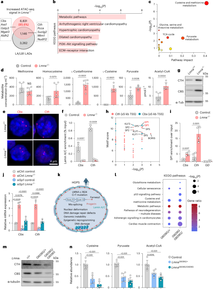 Fig. 1: Lamin A/C suppresses cysteine metabolism by repressing CTH and CBS.