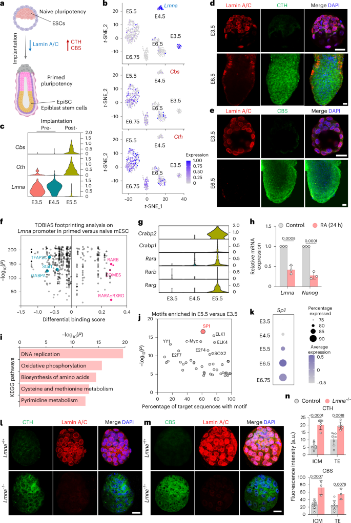 Fig. 2: Lamin A/C loss coupled to CTH and CBS activation in pre- to post-implantation transition.
