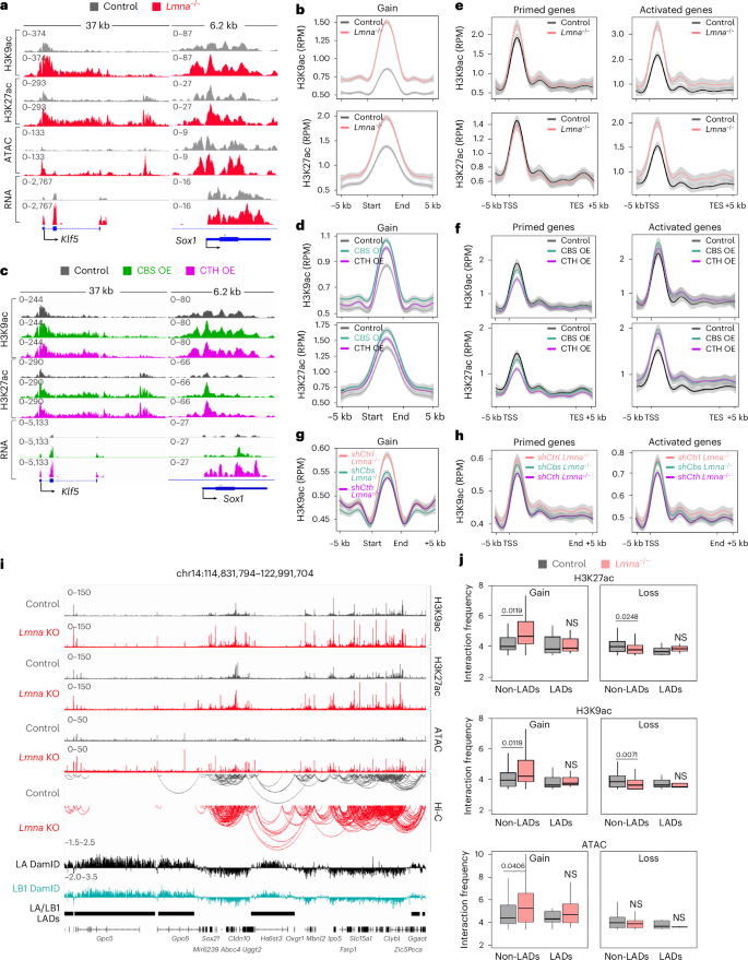Fig. 4: CBS and CTH activation alters chromatin accessibility and 3D genome interactions at lamin A/C-dependent genes.