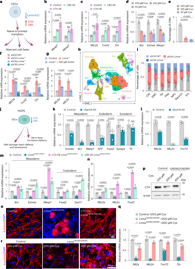 Fig. 5: Abnormal cysteine metabolism upon lamin A/C mutation induces aberrant cell fate choices.