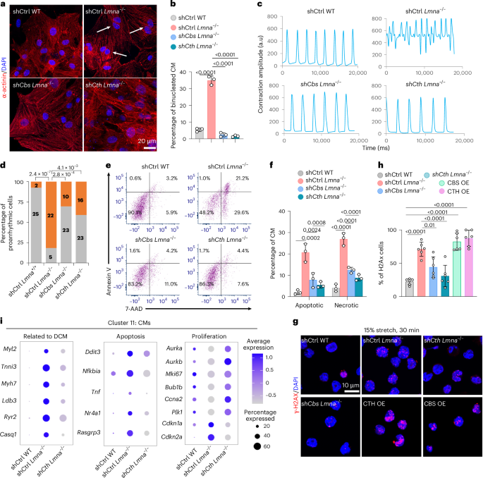 Fig. 6: Rescue of Lmna loss-of-function cardiomyopathy by blocking CTH and CBS activation.