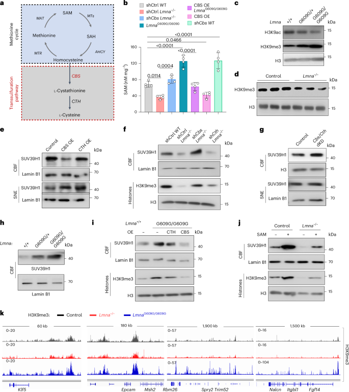 Fig. 7: CBS controls S-adenosylmethionine levels and SUV39H1 recruitment to chromatin in naive pluripotent stem cells.