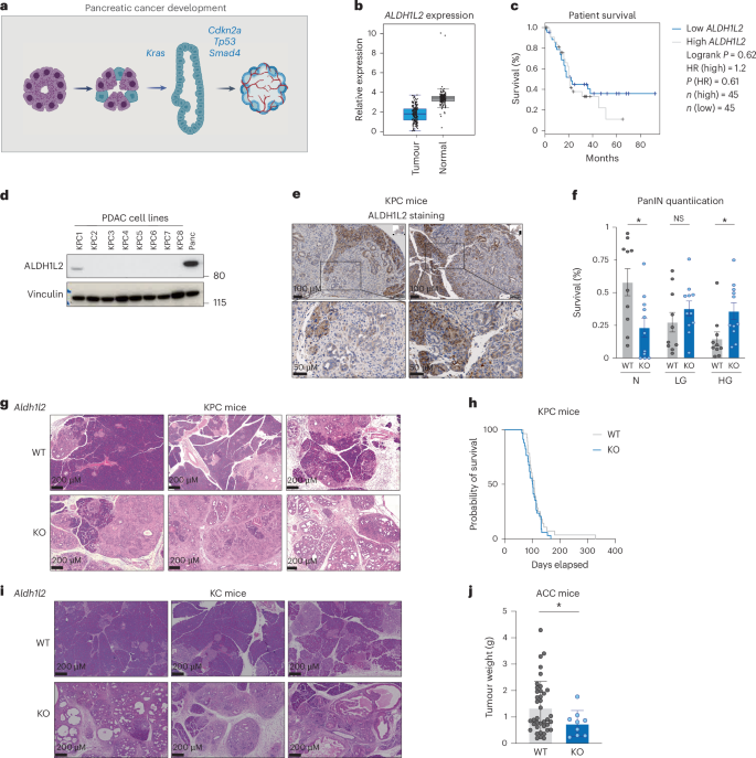Fig. 3: Deletion of Aldh1l2 in mouse models of pancreatic cancer.