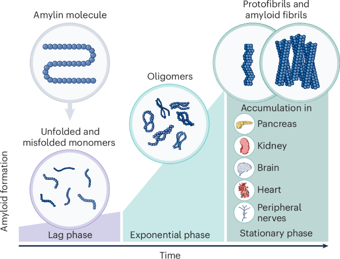 The story of amylin: from physiology to therapy | Nature Metabolism The story of amylin: from physiology to therapy | Nature Metabolism