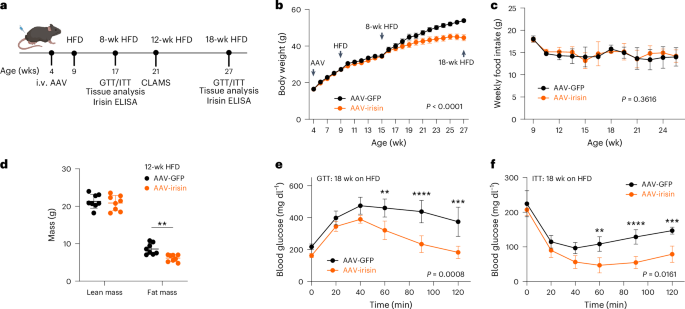 Fig. 1: Chronic irisin treatment increases energy expenditure, and improves obesity and glucose homeostasis in the HFD-fed mice.