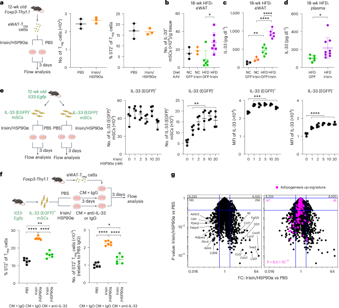 Fig. 3: Irisin directly induces IL-33 expression in eWAT stromal cells.