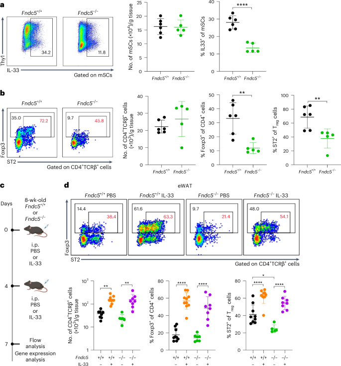 Fig. 4: Irisin controls the accumulation of ST2+ eWAT-Treg cells through IL-33.