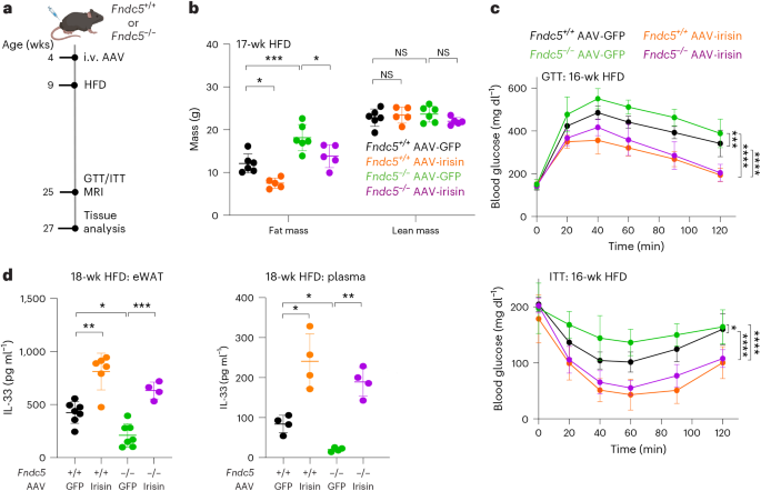 Fig. 5: Loss of FNDC5 decreases IL-33 levels and exacerbates diabetic phenotypes, while chronic irisin treatment can rescue these effects.