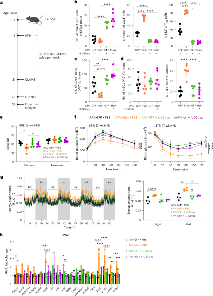 Fig. 6: Inhibition of IL-33 abolishes irisin-mediated metabolic benefits in HFD-treated mice.