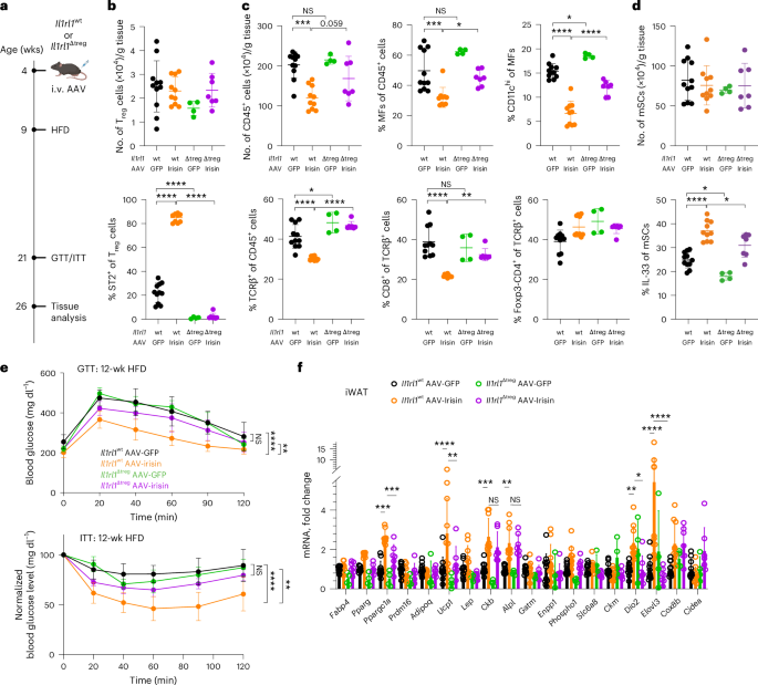 Fig. 7: Irisin improves metabolic health largely through ST2+ Treg cells.