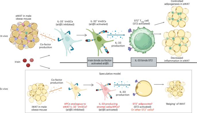 Fig. 8: Mechanistic model of irisin actions in adipose tissues.