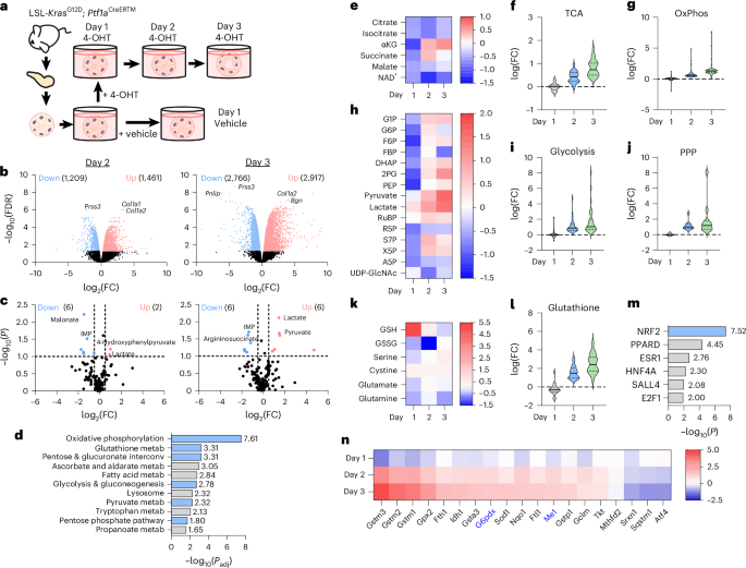 Fig. 1: Metabolic pathways are altered during ADM.