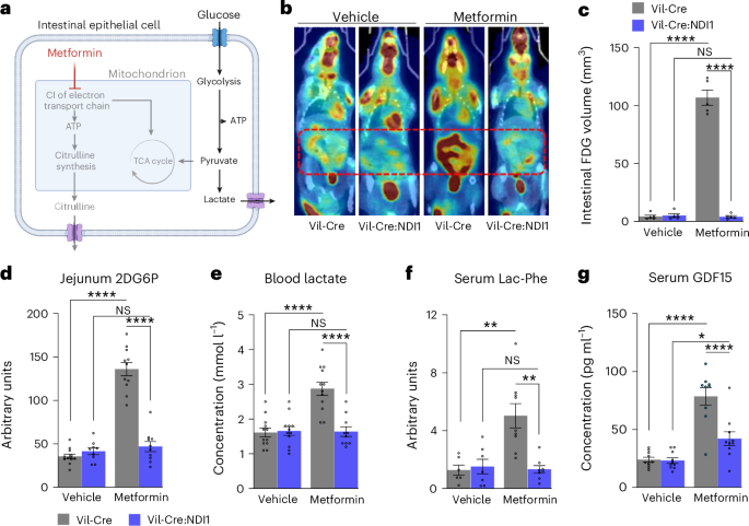 Fig. 2: Metformin inhibits mitochondrial complex I in intestinal epithelium to drive glucose uptake and glycolysis.