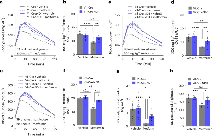 Fig. 3: Mitochondrial complex I inhibition in intestinal epithelium is necessary for metformin to improve glycaemic control in lean mice.