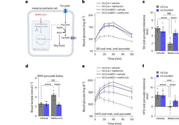 Fig. 5: Mitochondrial complex I inhibition in intestinal epithelium is necessary for metformin to improve pyruvate tolerance.