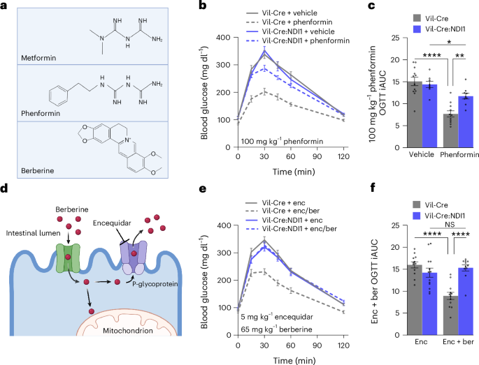 Fig. 6: Phenformin and berberine inhibit mitochondrial complex I in intestinal epithelium to improve glucose tolerance.