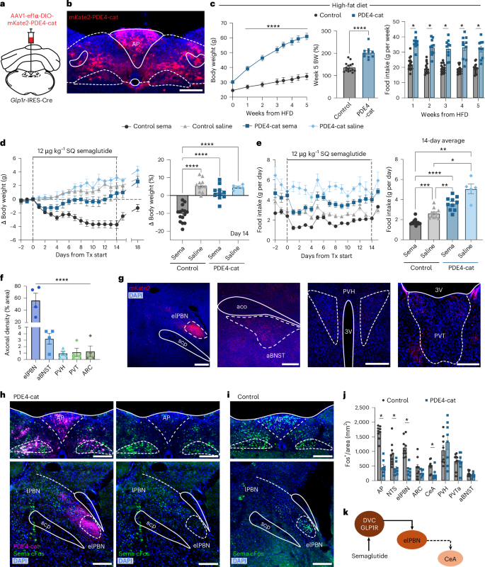 semaglutide memory loss Semaglutide drives weight loss through cAMP-dependent mechanisms in  GLP1R-expressing hindbrain neurons