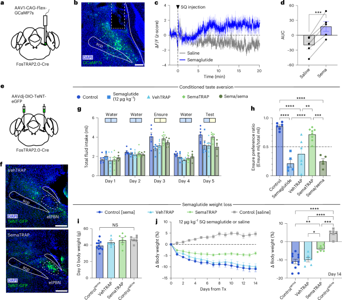 triggered semaglutide Semaglutide drives weight loss through cAMP-dependent mechanisms in  GLP1R-expressing hindbrain neurons