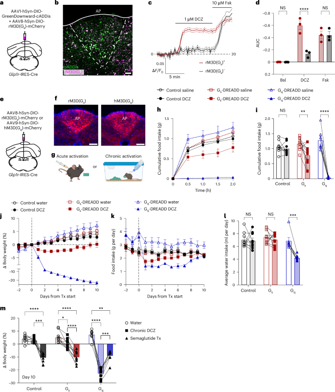 Semaglutide drives weight loss through cAMP-dependent mechanisms in GLP1R-expressing hindbrain neurons | Nature Metabolism Semaglutide drives weight loss through cAMP-dependent mechanisms in GLP1R-expressing hindbrain neurons | Nature Metabolism