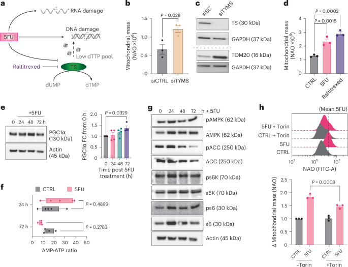 rna glutathione Efficient delivery by integrin-targeted responsive polyethyleneimine capped gold nanorods Ribosome - Wikipedia