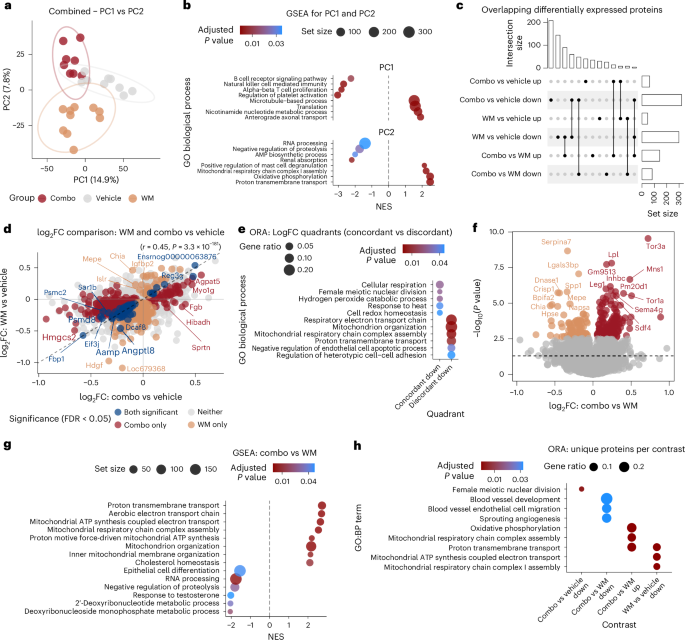retatrutide cagrilintide and combination therapy enhances weight loss and metabolic outcomes in obese male rats Upondata New BPC 157