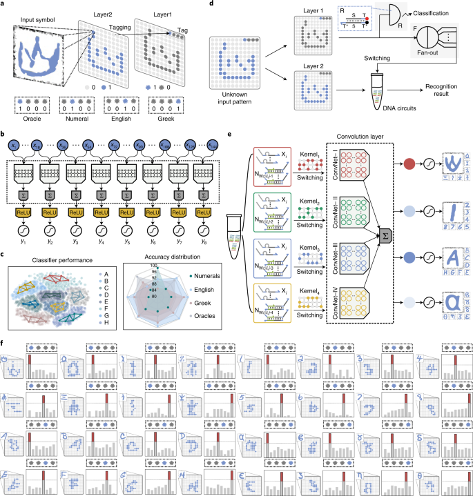 Molecular convolutional neural networks with DNA regulatory circuits |  Nature Machine Intelligence