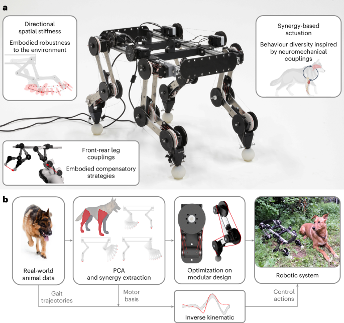 Synergy-based robotic quadruped leveraging passivity for natural intelligence and behavioural diversity Synergy-based robotic quadruped leveraging passivity for natural intelligence and behavioural diversity