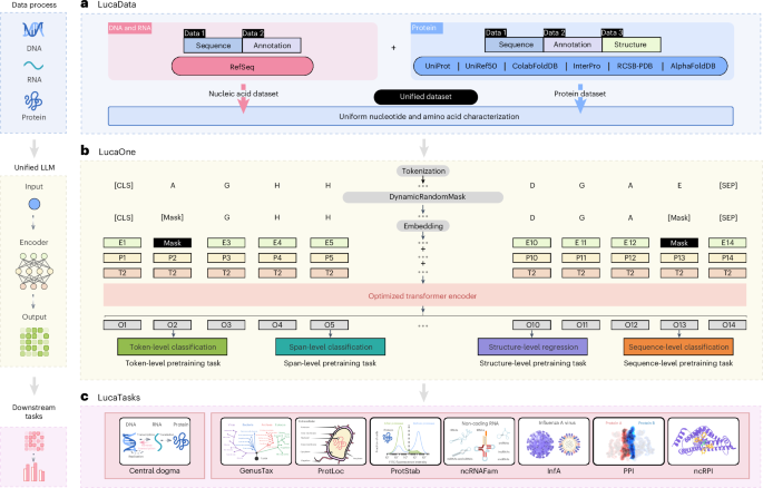 Fig. 1: The workflow of LucaOne.