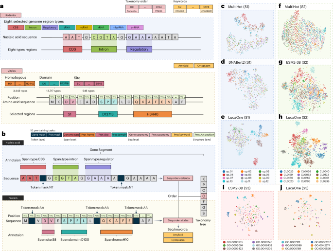 Fig. 2: The data and tasks for pre-training LucaOne, and t-SNE on four embedding models.