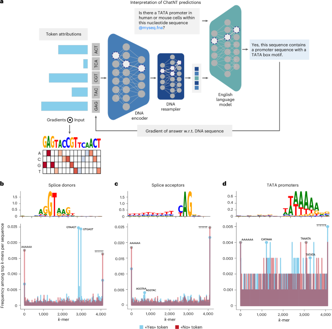 Fig. 6: ChatNT learned to extract DNA sequence features.