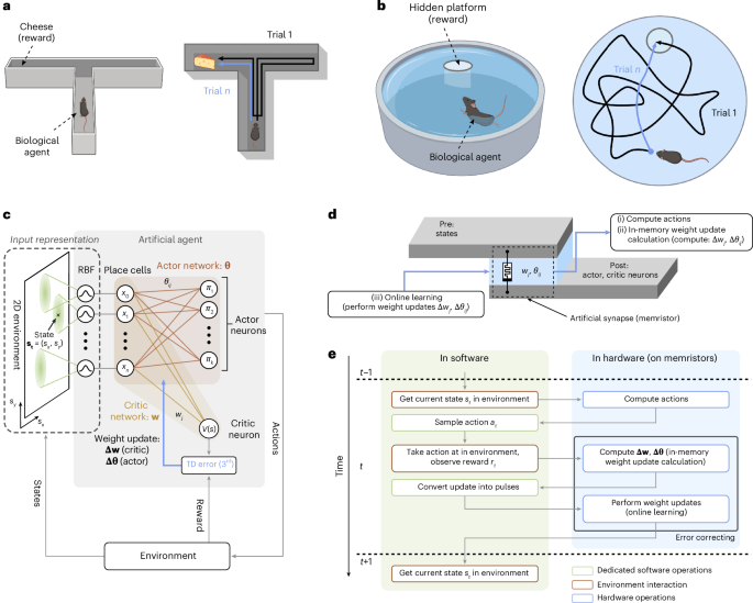 Fig. 1: Bio-inspired RL.