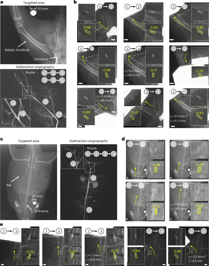 Fig. 6: Robotic navigation in arterial environments in vivo.