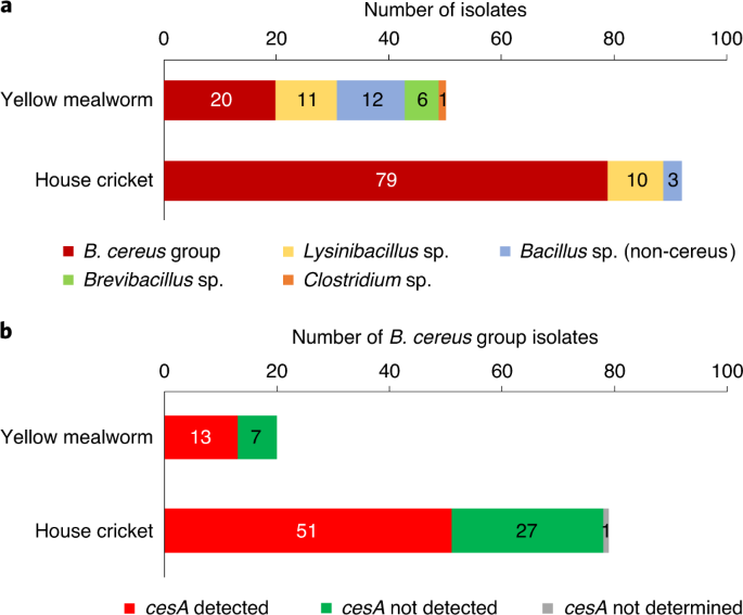Identification Of Bacterial Endospores And Targeted Detection Of Foodborne Viruses In Industrially Reared Insects For Food Nature Food Identification Of Bacterial Endospores And Targeted Detection Of Foodborne Viruses In Industrially Reared Insects For Food Nature Food