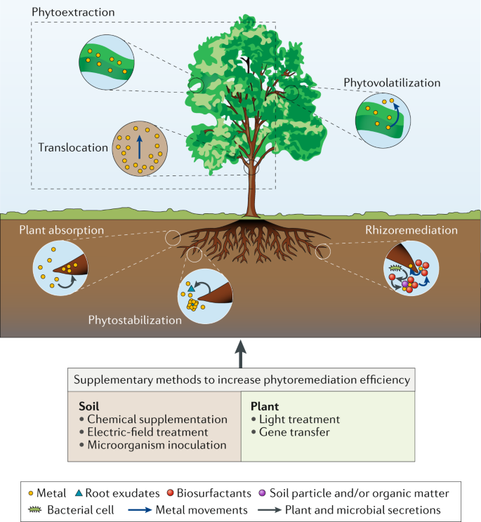 Metal contamination and bioremediation of agricultural soils for food  safety and sustainability | Nature Reviews Earth & Environment