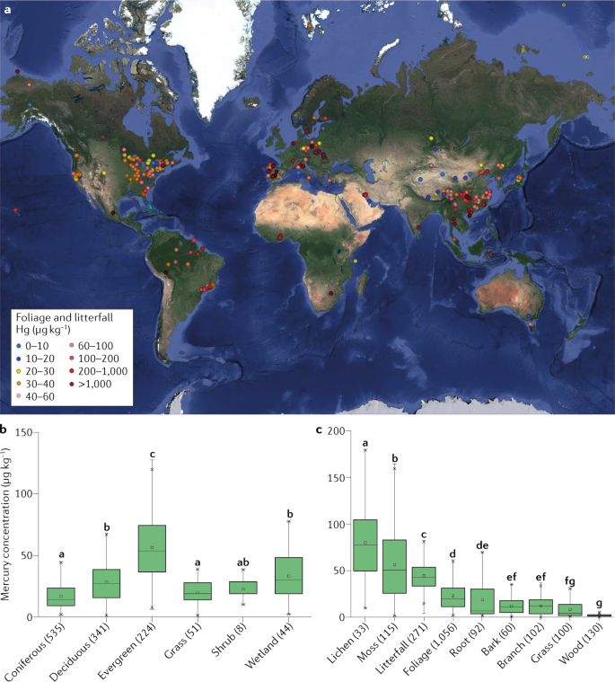 Vegetation Uptake Of Mercury And Impacts On Global Cycling Nature Reviews Earth Environment