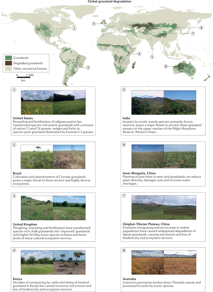 Combatting Global Grassland Degradation, Rey S Grass Farming