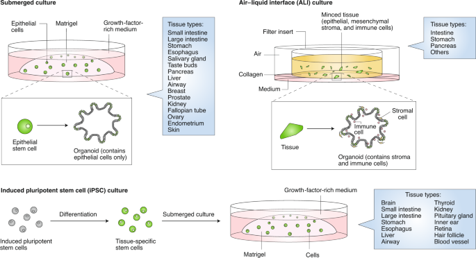 applications of organoids for cancer biology and precision medicine nature cancer