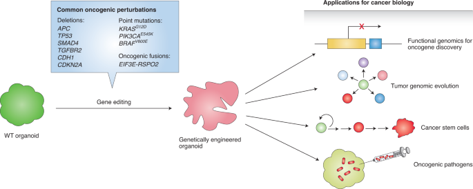Applications Of Organoids For Cancer Biology And Precision Medicine Nature Cancer