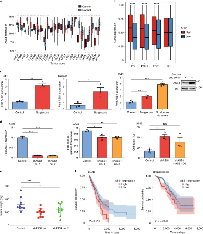 Targeting purine synthesis in ASS1-expressing tumors enhances the response to immune checkpoint inhibitors
