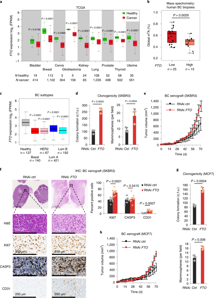 Downregulation Of The Fto M6a Rna Demethylase Promotes Emt Mediated Progression Of Epithelial Tumors And Sensitivity To Wnt Inhibitors Nature Cancer Downregulation Of The Fto M6a Rna Demethylase Promotes Emt Mediated Progression Of Epithelial Tumors And Sensitivity To Wnt Inhibitors Nature Cancer