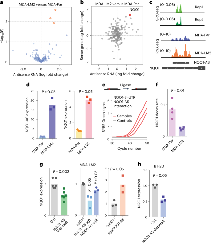 Fig. 1: NQO1-AS interacts with the 3′-UTR of NQO1 and regulates NQO1 expression.