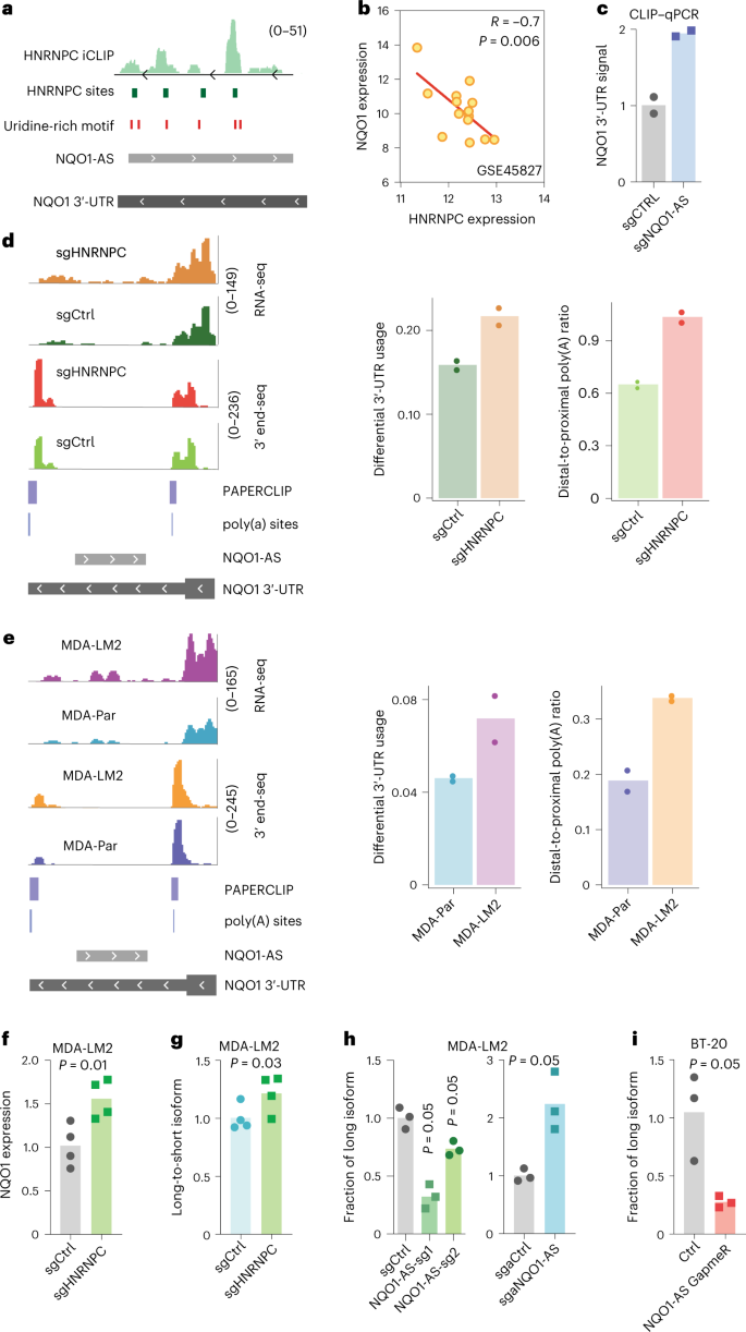 Fig. 2: NQO1-AS masking of HNRNPC binding sites modulates poly(A) site selection.