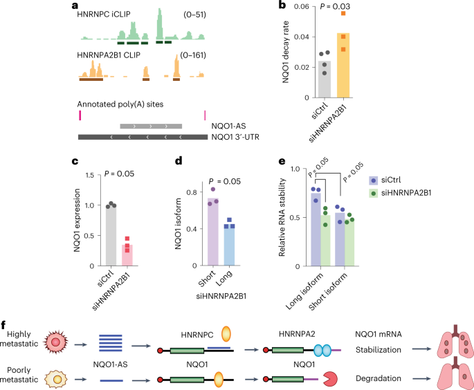 Fig. 3: HNRNPA2B1 binds and stabilizes the long NQO1 isoform and increases NQO1 expression.
