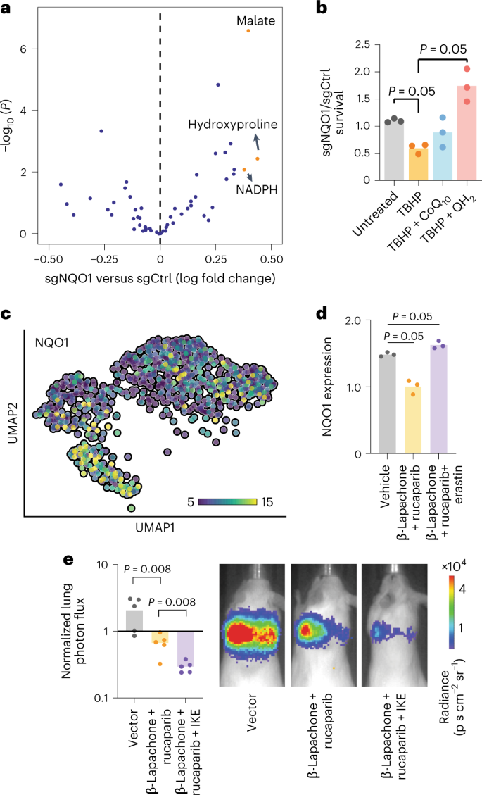 Fig. 7: NQO1 mediates metabolic remodeling in breast cancer cells.